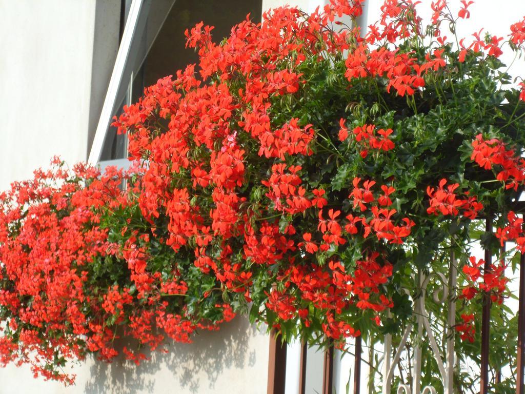 Albergo Ristorante Regina Bognanco Exteriör bild